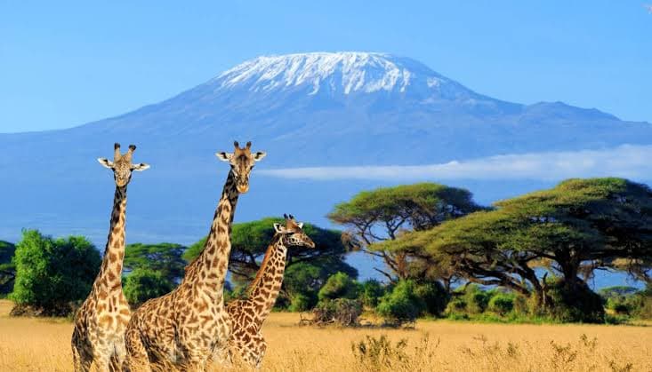 Giraffes in front of Mount Kilimanjaro in Amboseli National Park, Kenya