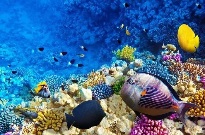 coral reef with fish in a Kenyan marine park