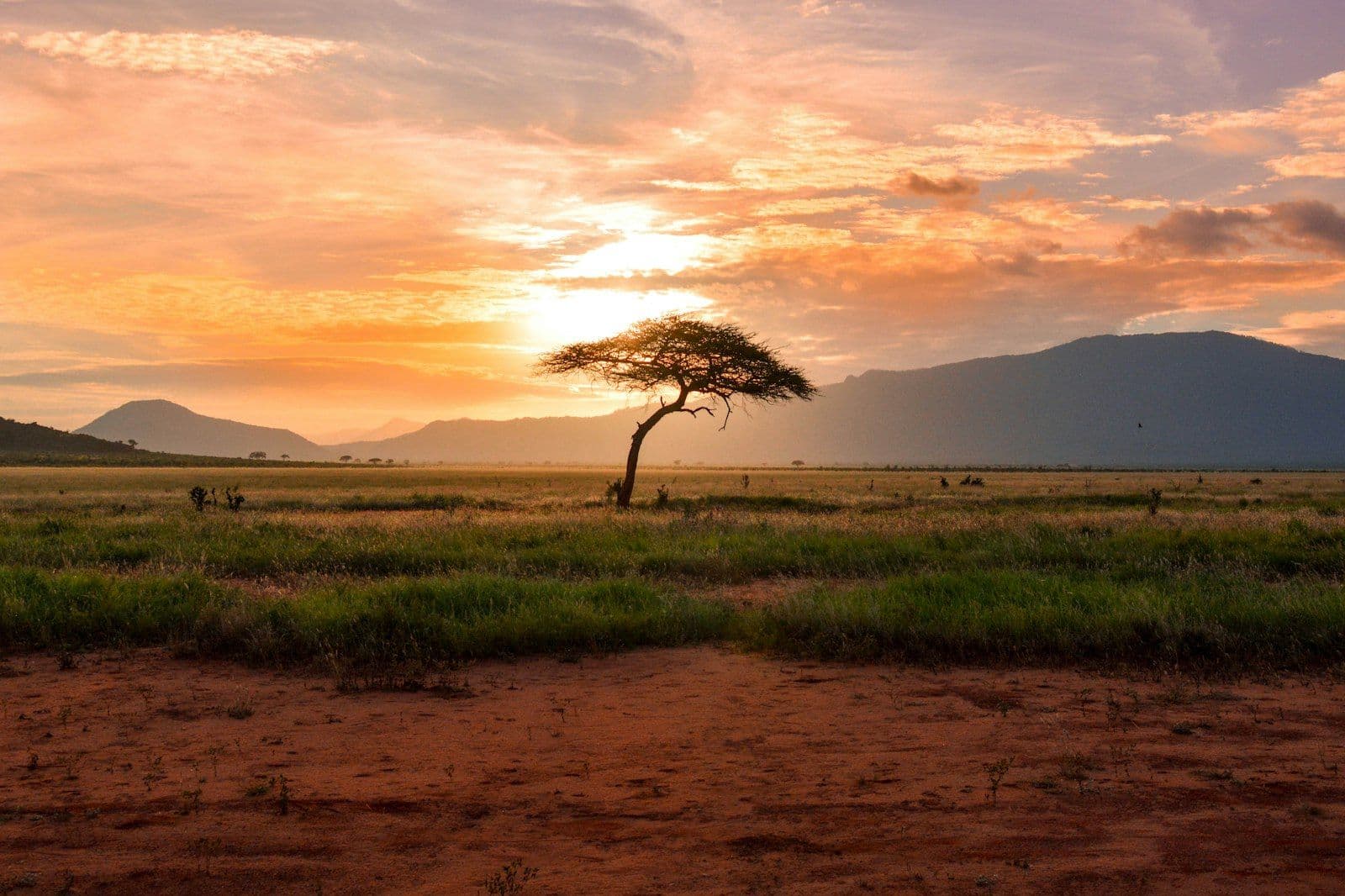 Acacia tree and open savannah at sunset in a Kenyan national park